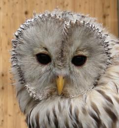 Barn-owl